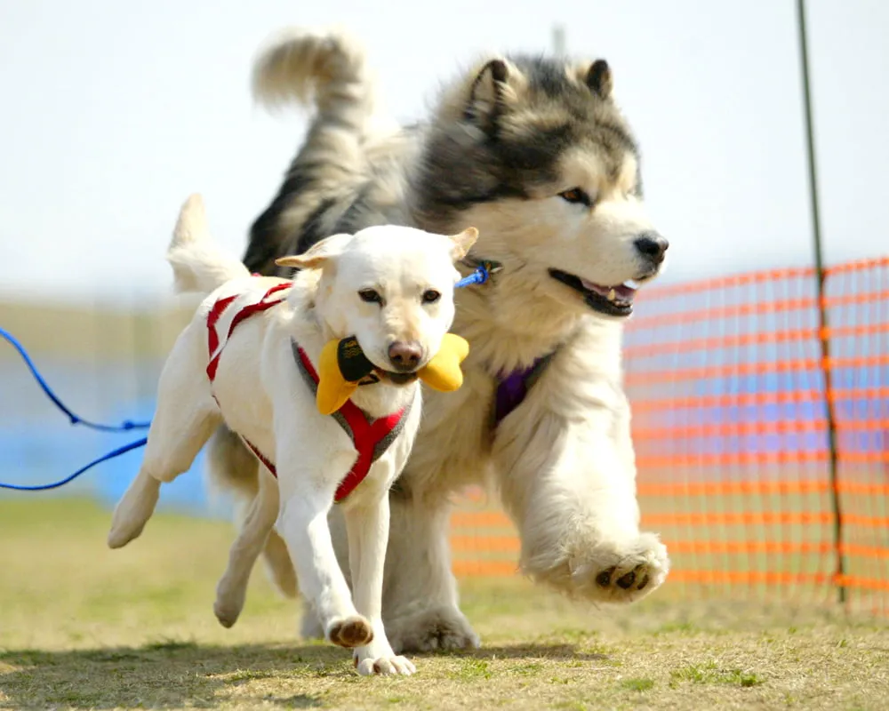 わんわん運動会の風景写真