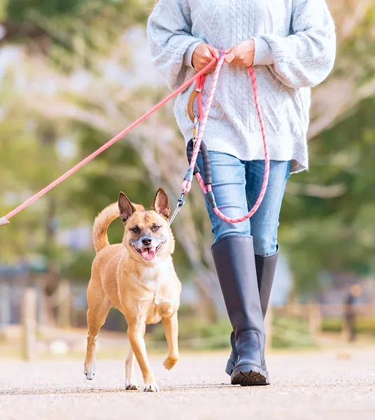 犬と散歩する写真
